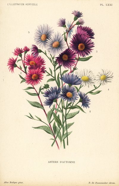 Herfstasters: Aster novae angliae var. Constance, Aster novae angliae var. Ruber, Aster novae angliae var. Bowman, Aster amygdalinus, en Aster novi belgii Robert Parker. Chromolithografie door Pieter de Pannemaeker naar een illustratie van Alice Rodigas door Unbekannter Künstler