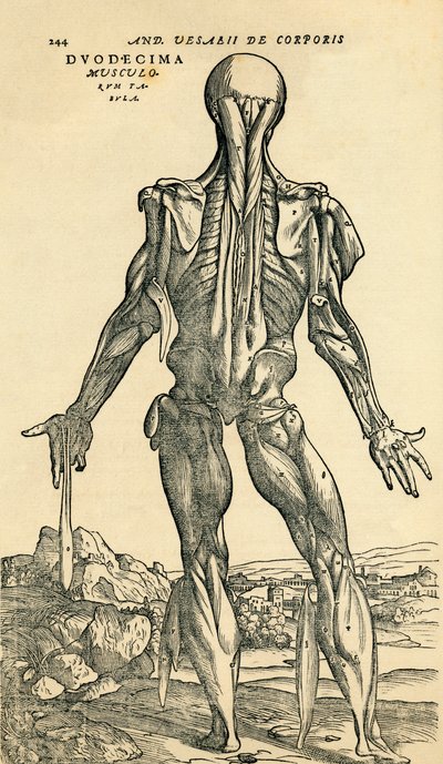Achterkant van mannelijk menselijk lichaam, een anatomische studie oorspronkelijk gepubliceerd in De Humani Corporis Fabrica Libri Septem door Andreas Vesalius, gepubliceerd in Basel door Unknown