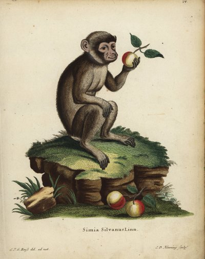 Berberaap of makaak, Macaca sylvanus. Bedreigd. Simia silvanus Linn. Handgekleurde kopergravure door C.D. Henning naar een illustratie getekend naar de natuur door C. J. G. Reuss uit Johann Christian Daniel Schreber