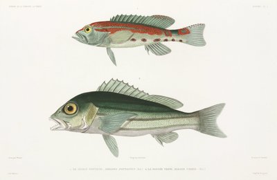 Gestreepte serrano zeebaars en Blauwe en gouden snapper door Unbekannter Künstler