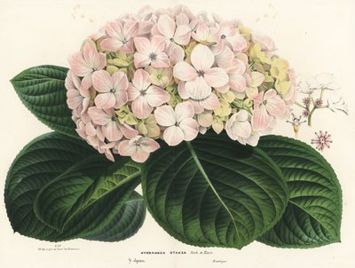 Grootbladige hortensia, Hydrangea macrophylla (Hydrangea otaksa). Handgekleurde lithografie uit Louis van Houtte en Charles Lemaire