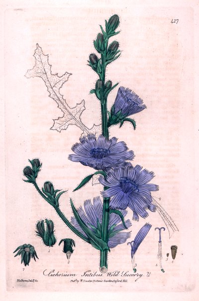 Bittere cichorei (Cichorium intybus) Botanische plaat uit British Phaenogamous Botany door William Baxter en Charles Mathews, 1841 door Unbekannter Künstler