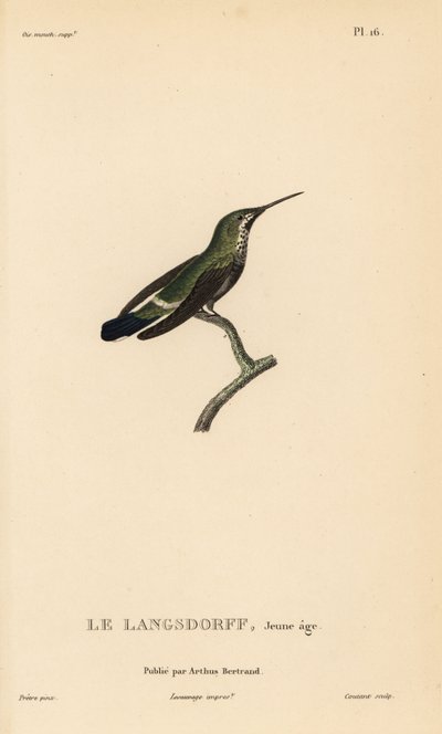 Zwartbuik thorntail, Discosura langsdorffi (Ornismya langsdorfii). Onvolwassen. Handgekleurde staalgravure door Coutant naar een illustratie van Jean-Gabriel Pretre uit Rene Primevere Lesson