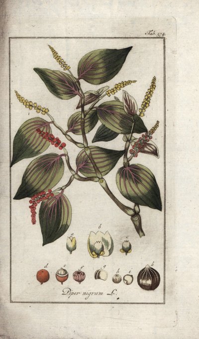 Zwarte peper (Piper nigrum). Lithografie uit “Afbeelding der Artseny-Gewassen” door Johannes Zorn (1739-1799), Nederland door Unbekannter Künstler