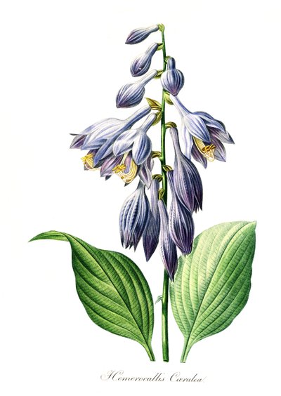 Blauwe daglelie (Hemerocallis) caerulea, digitale reproductie van een origineel uit de 18e eeuw, oorspronkelijke datum onbekend door Unbekannter Künstler