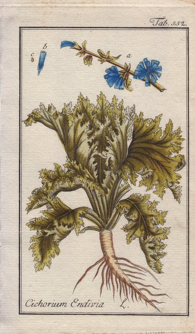 Botanisch: Andijvieplant met wortel, bladeren en bloemen, Cichorium endivia. Handgekleurde kopergravure naar een tekening van B. Thanner uit Johannes Zorn
