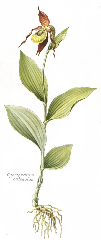 Botanische plaat/ Cypripedium calceolus/ Vrouwenschoentje door Unbekannt