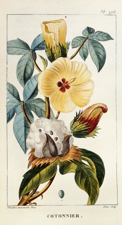Botanische plaat van katoen door Unbekannt