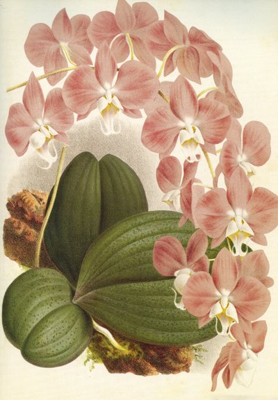 Botanische plaat/Phalaenopsis sanderiana/Lindenia door Unbekannt