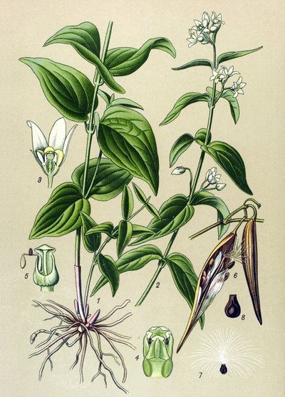 Botanische plaat: tamme gifplant (Vincetoxicum hirundinaria) door Unbekannter Künstler