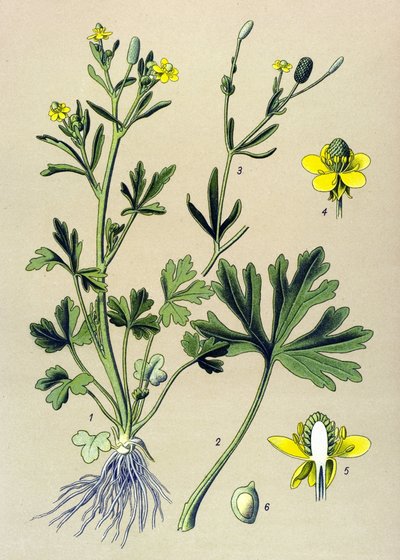 Botanische plaat. Giftige plant: selderijbladige boterbloem (Ranunculus sceleratus) door Unbekannter Künstler