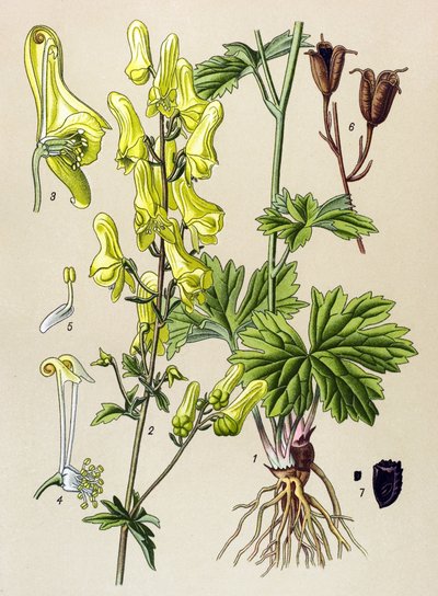 Botanische plaat. Giftige en medicinale plant: Wolfskiller (Aconitum lycoctonum) door Unbekannter Künstler