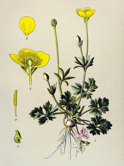 Botanische plaat, giftige plant: knolboterbloem of gouden knop (Ranunculus bulbosus) door Unbekannter Künstler