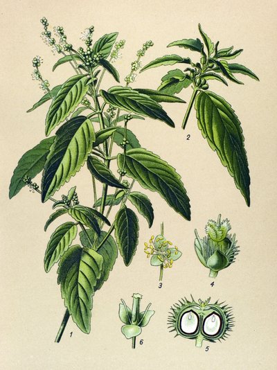 Botanisch bord, giftige plant: Jaarlijkse mercuriale (Mercurialis annua) door Unbekannter Künstler