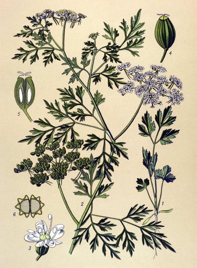 Botanische plaat, giftige plant: hondspeterselie of valse peterselie (Aethusa cynapium) door Unbekannter Künstler