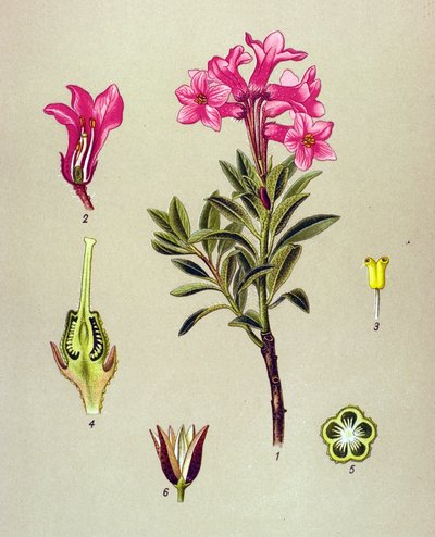 Botanische plaat, giftige plant: Rhododendron hirsutum door Unbekannter Künstler