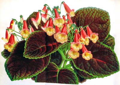 Botanische illustratie/Achimenes naegelioides/Achimene door Unbekannt