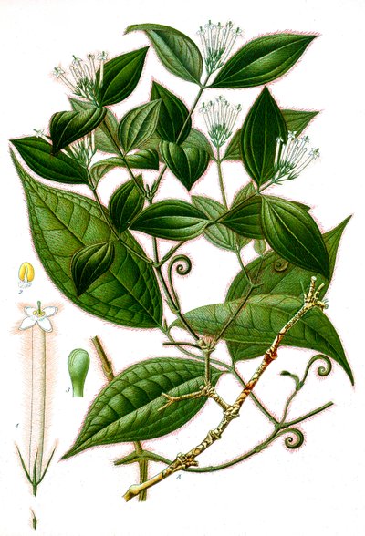 Botanische illustratie/Strychnos toxifera/Curare door Unbekannt