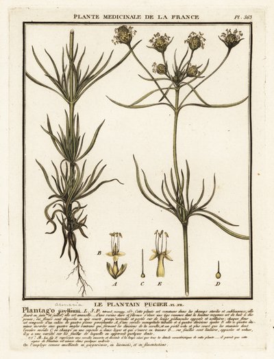Vertakte weegbree, Plantago indica door Unbekannter Künstler