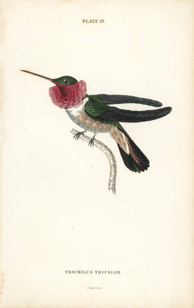 Breedstaartkolibrie, Selasphorus platycercus (Driekleurige kolibrie, Trochilus tricolor) - William Jardine