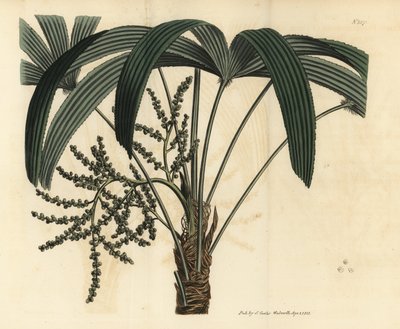 Breedbladige lady palm door Unbekannt