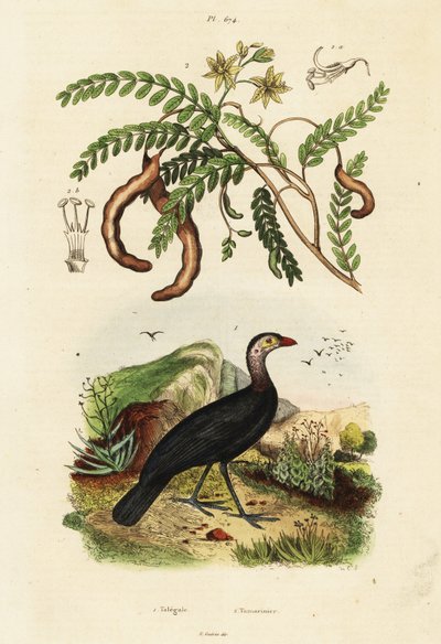 Bosborstelkalkoen en tamarinde, 1834-1839 (gravure) door Unbekannter Künstler