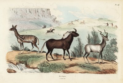 Bosbok, Tragelaphus scriptus 1, zwarte gnoe of witstaartgnoe, Connochaetes gnou 2, grote koedoe, Tragelaphus strepsiceros 3 door Unbekannt