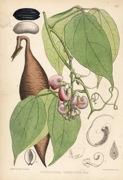Calabarboon of beproevingsboon. Physostigma venenosum. Handgekleurde lithografie door Hanhart naar een botanische illustratie door David Blair uit Robert Bentley en Henry Trimen