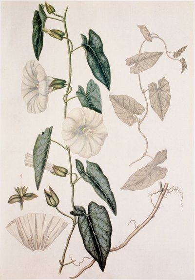 Calystegia sepium/Convolvulus sepium/Heggenwinde door Unbekannt