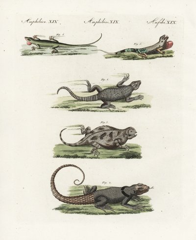 Kaapse gordelhagedis (Afrikaanse sauriër), Cordylus cordylus 1, Cuvier