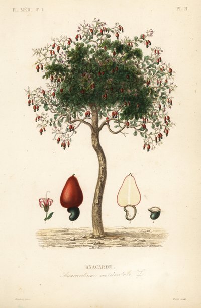 Cashewboom door Unbekannt