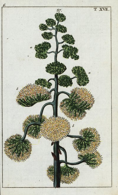 Eeuwplant, Agave americana door Unbekannter Künstler