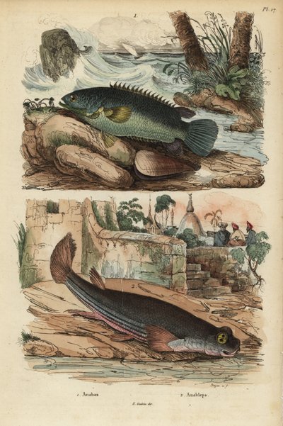 Klimbaars, Anabas testudineus, en viervissoog, Anableps anableps door Unbekannt