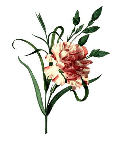 Anjer (Dianthus caryophyllus) of edele anjer, tuinanjer door Unbekannter Künstler