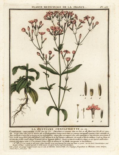 Gewone duizendguldenkruid, Centaurium erythraea door Unbekannter Künstler