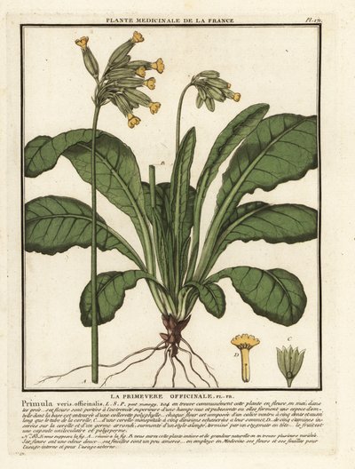 Gulden sleutelbloem, Primula veris door Unbekannter Künstler