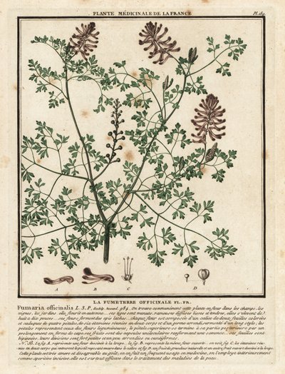 Duivenkervel, Fumaria officinalis door Unbekannter Künstler