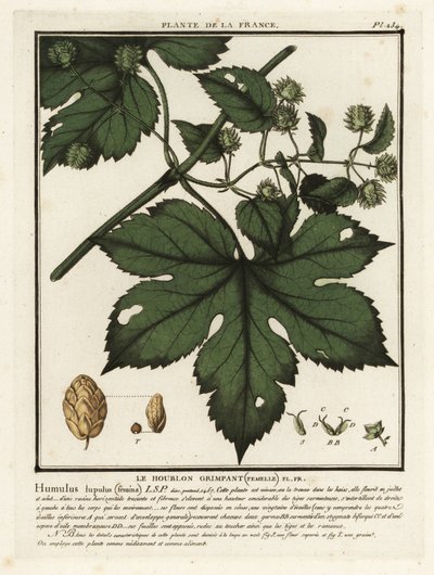 Hop, Humulus lupulus door Unbekannter Künstler