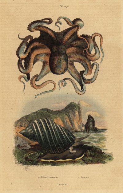 Gewone octopus, Octopus vulgaris 1, en zeeslak, Dicathais orbita 2 door Unbekannt