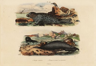Gewone zeehond, Phoca vitulina en noordelijke zeeolifant, Mirounga angustirostris door Unbekannt