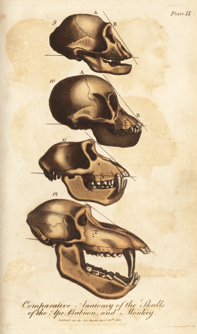 Vergelijkende anatomie van de schedels van de aap, baviaan en aap door Unbekannter Künstler