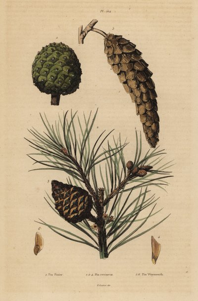 Kegels van steenden, Pinus pinea, rode den, Pinus resinosa, en Weymouth-den, Pinus strobus door Unbekannt