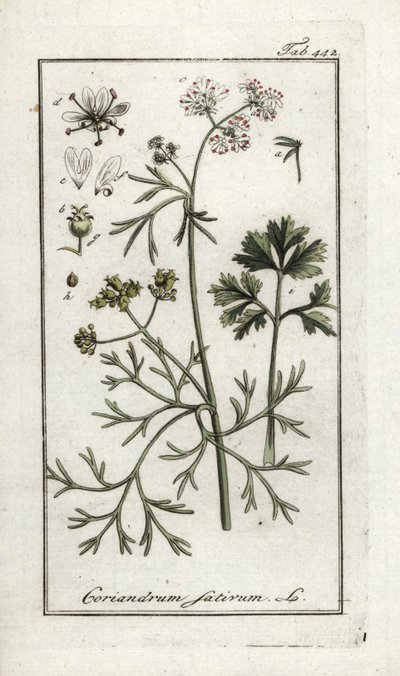 Koriander (Coriandrum sativum). Lithografie uit 