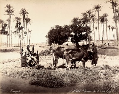 Graanoogst in Egypte door Unbekannter Künstler