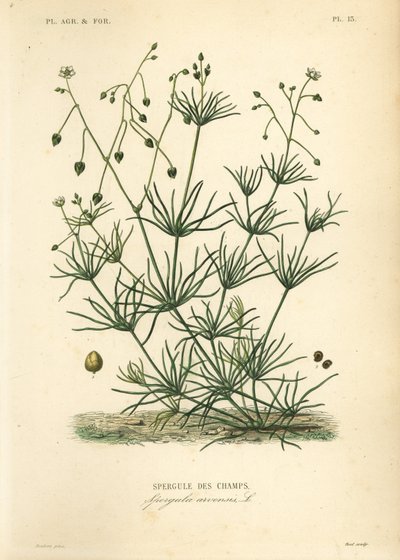Koren spurrie, Spergula arvensis, Spergule des champs door Unbekannt