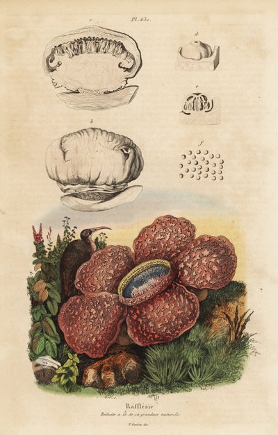 Lijkbloem of rafflesia, Rafflesia arnoldii door Unbekannt