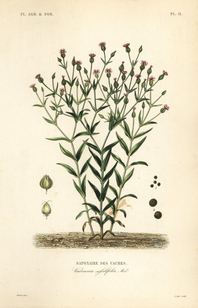 Koeherb, Vaccaria hispanica, Vaccaria sessilifolia, Saponaire des Vaches door Unbekannt