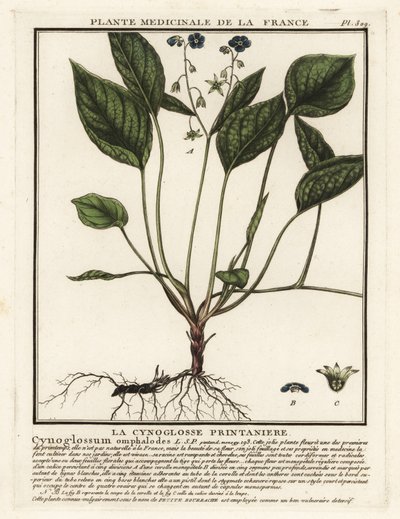 Kruipende navelkruid, Omphalodes verna door Unbekannter Künstler