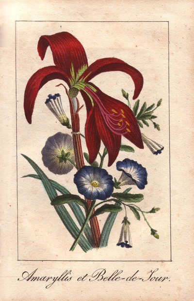Karmozijnrode amaryllis en dwerg ochtendglorie, Hippeastrum en Convolvulus tricolor door Unbekannter Künstler
