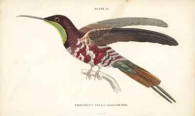 Karmijnrode topaas, Topaza pella (Trochilus pella) - William Jardine